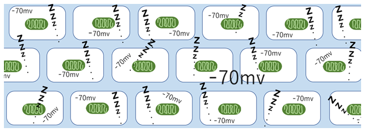 静止電位（ミトコンドリア休息時）