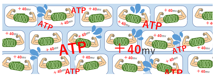 活動電位（ミトコンドリア活動時）